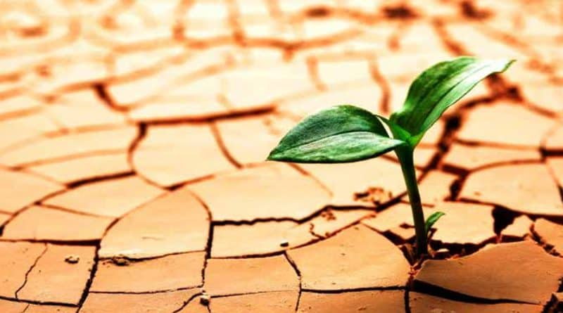 planta brotando en tierra seca