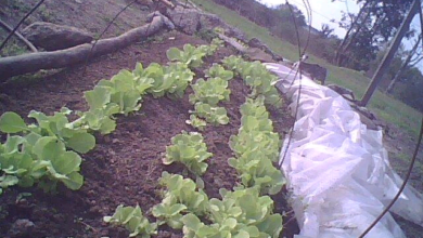 huerta escolar