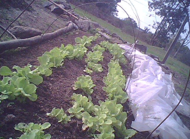 huerta escolar