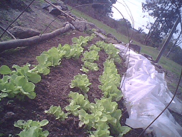 huerta escolar