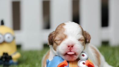 white and brown shih tzu mix puppy with minion toy on green grass