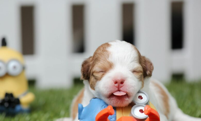white and brown shih tzu mix puppy with minion toy on green grass