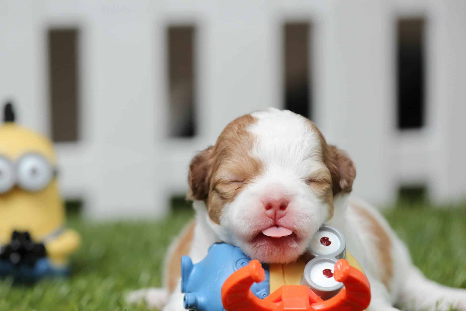 white and brown shih tzu mix puppy with minion toy on green grass